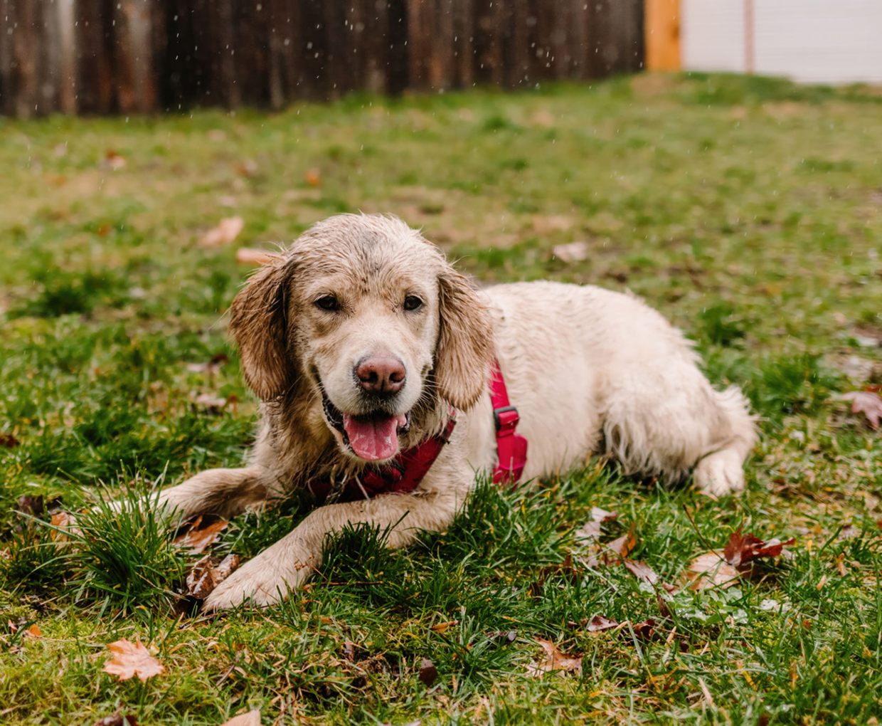 Muddy puppy relaxing outside