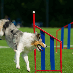 Dog jumping over agility hurdle