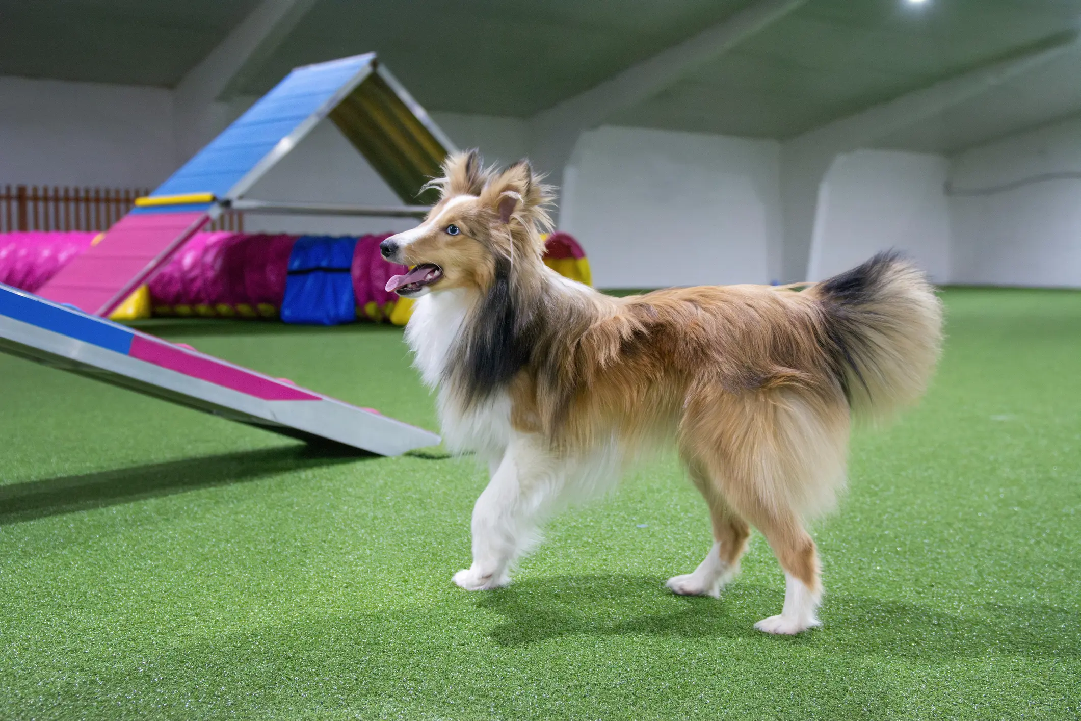 Collie near agility ramp