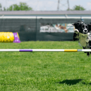 Black and white dog in agility competition