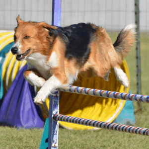 Energetic dog in agility competition