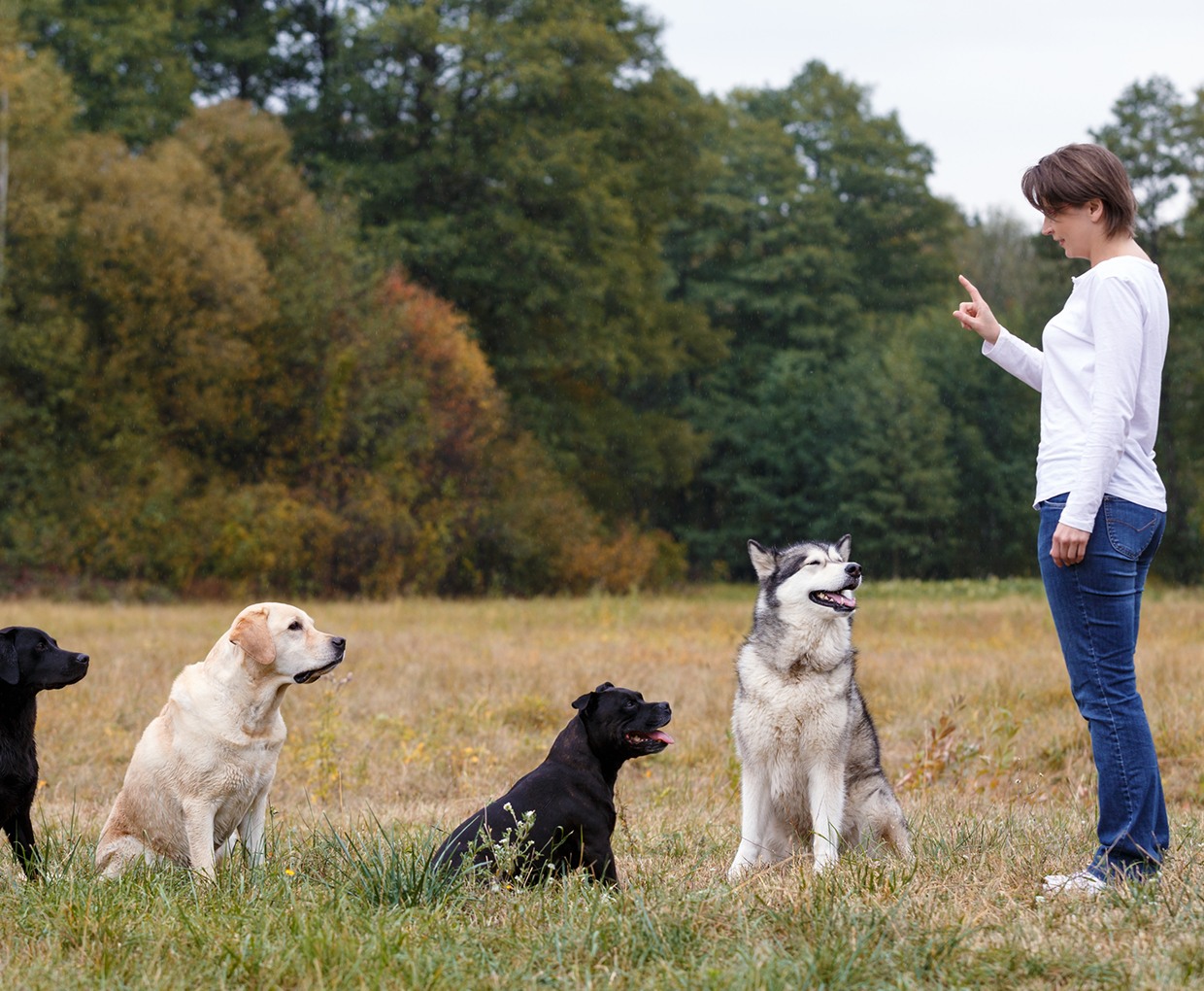 Woman training four dogs in a field