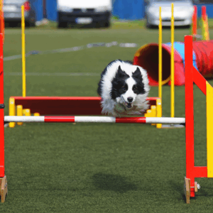 Border collie in agility competition