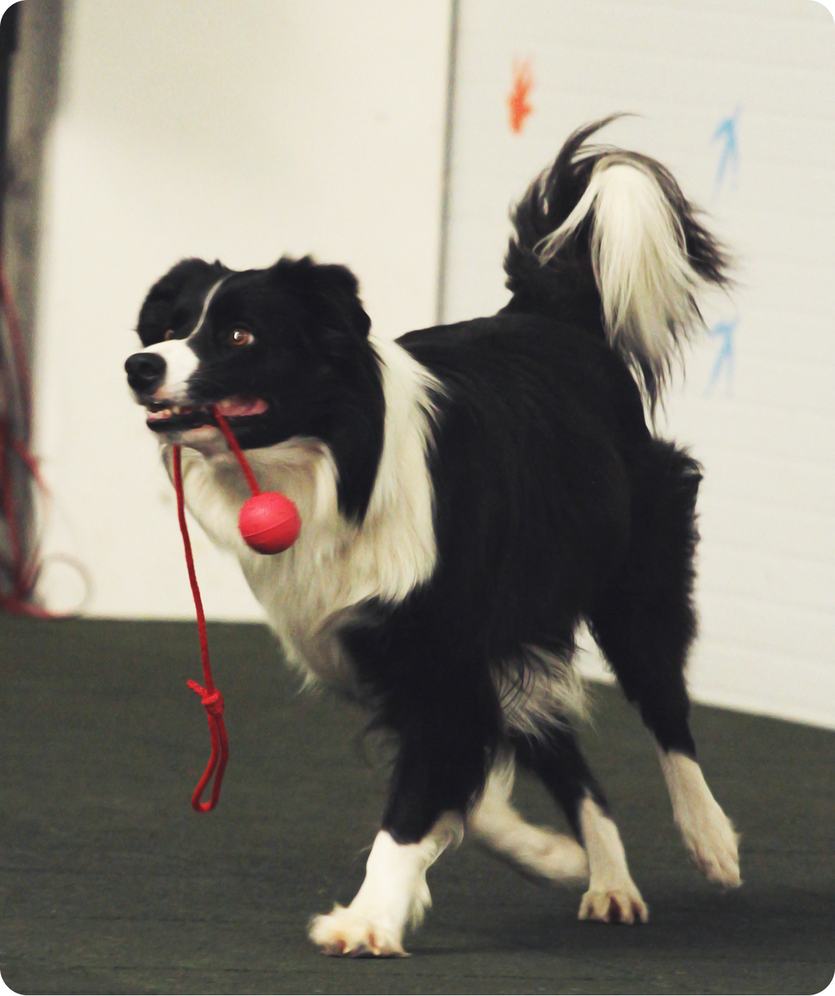 Black and white dog with toy