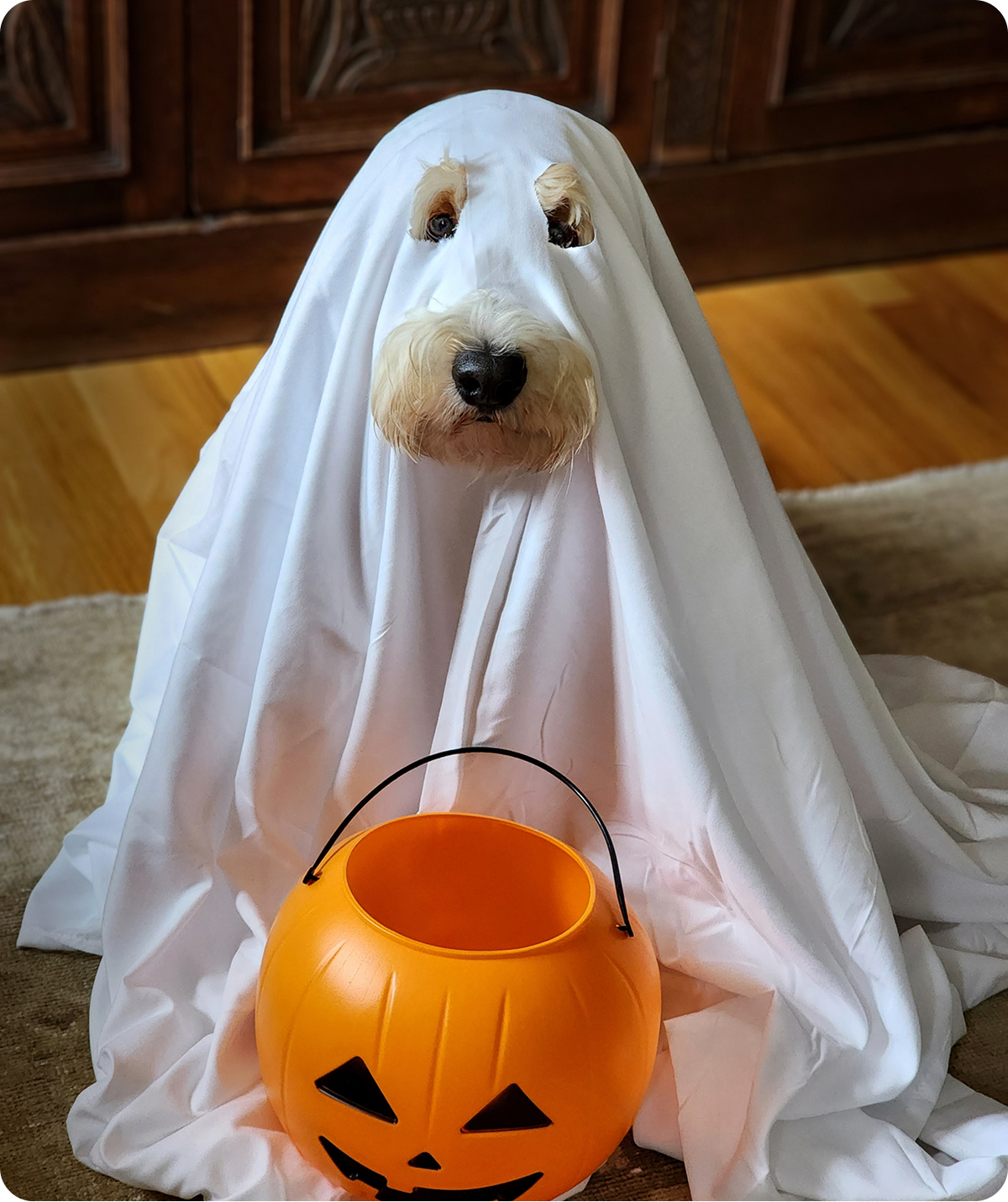 Dog in ghost costume with pumpkin bucket