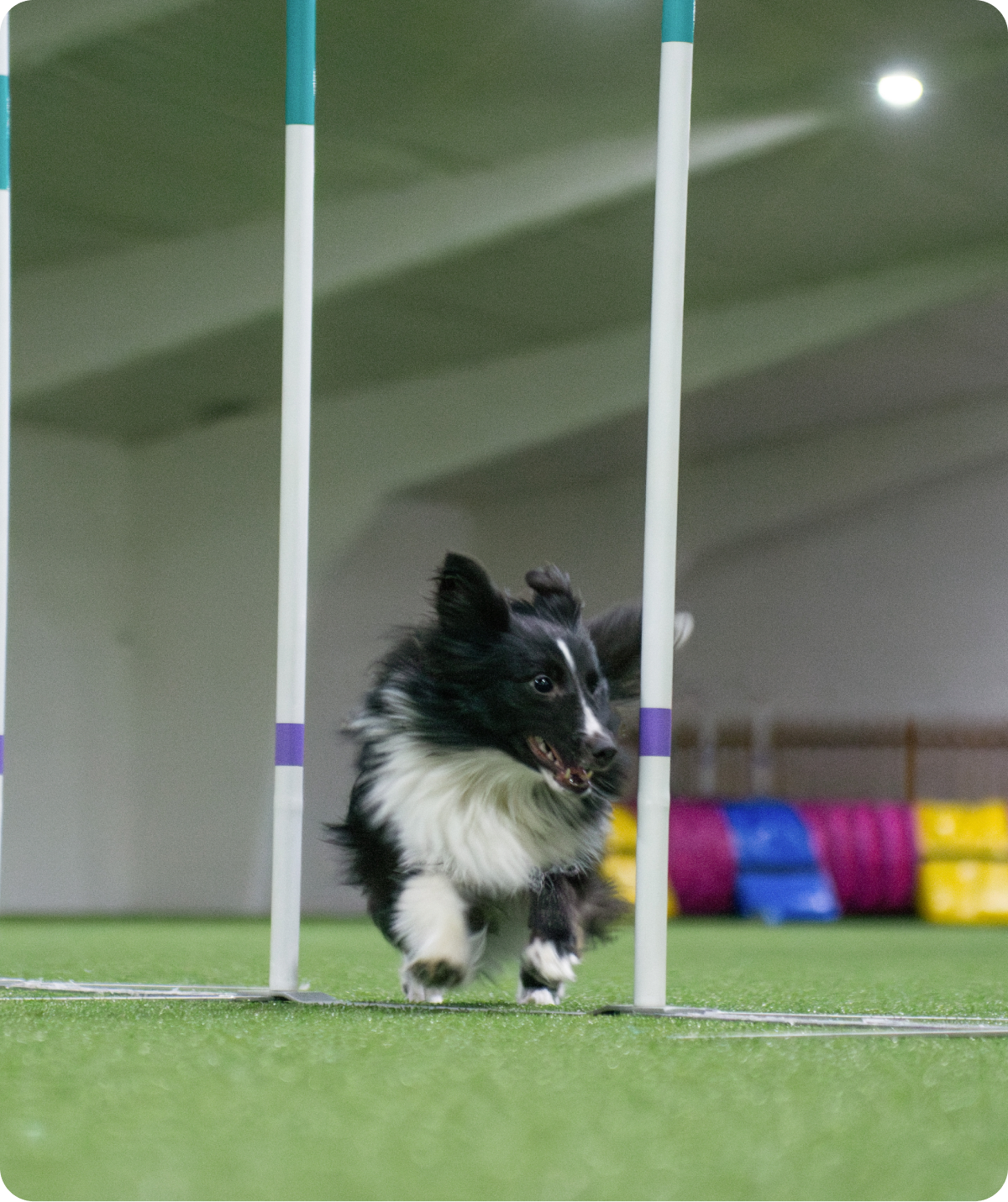 Black and white dog navigating weave poles.
