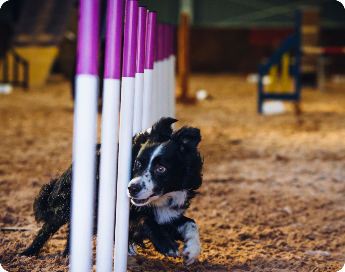 Dog navigating agility poles