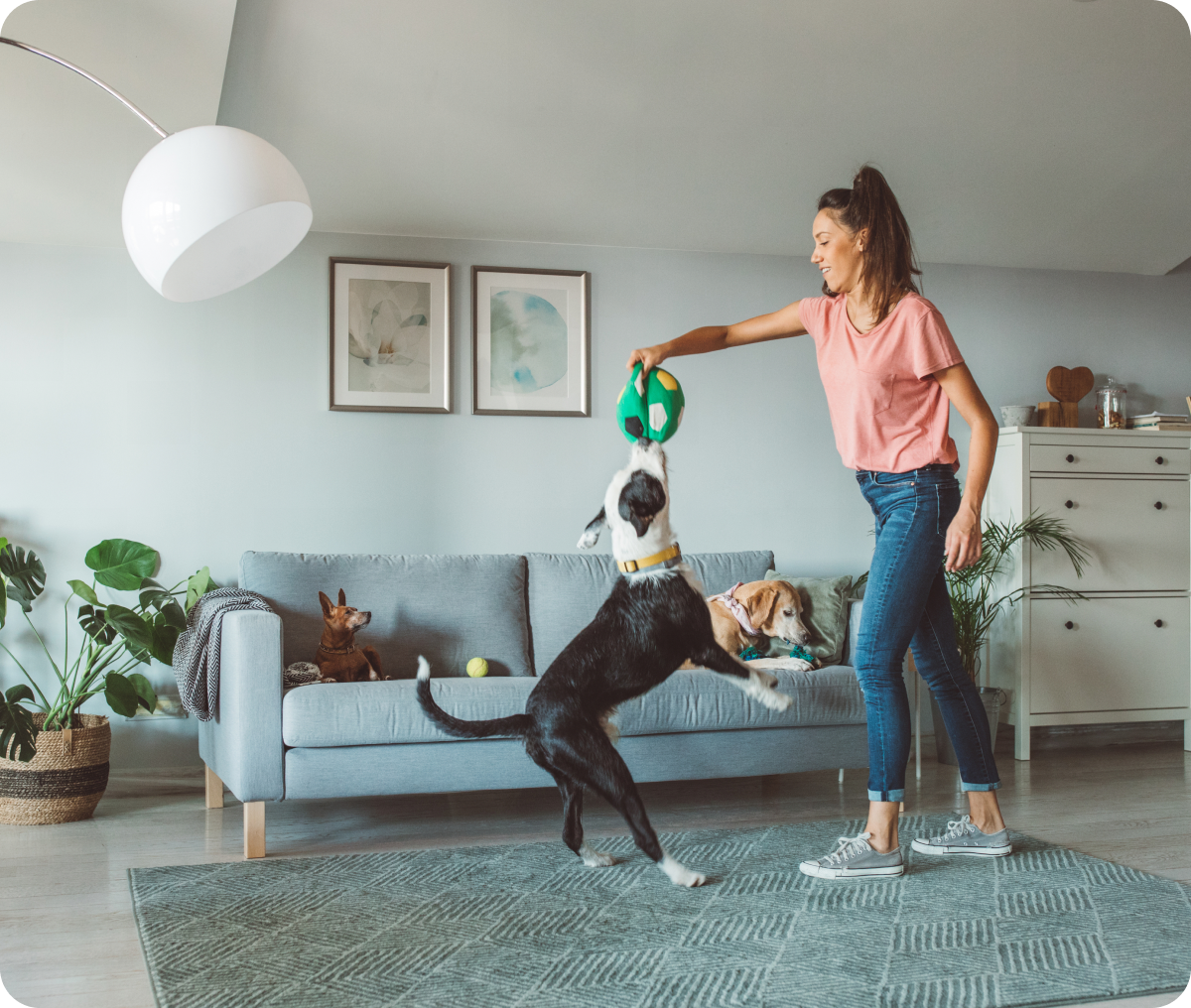 Cozy living room with playful dogs