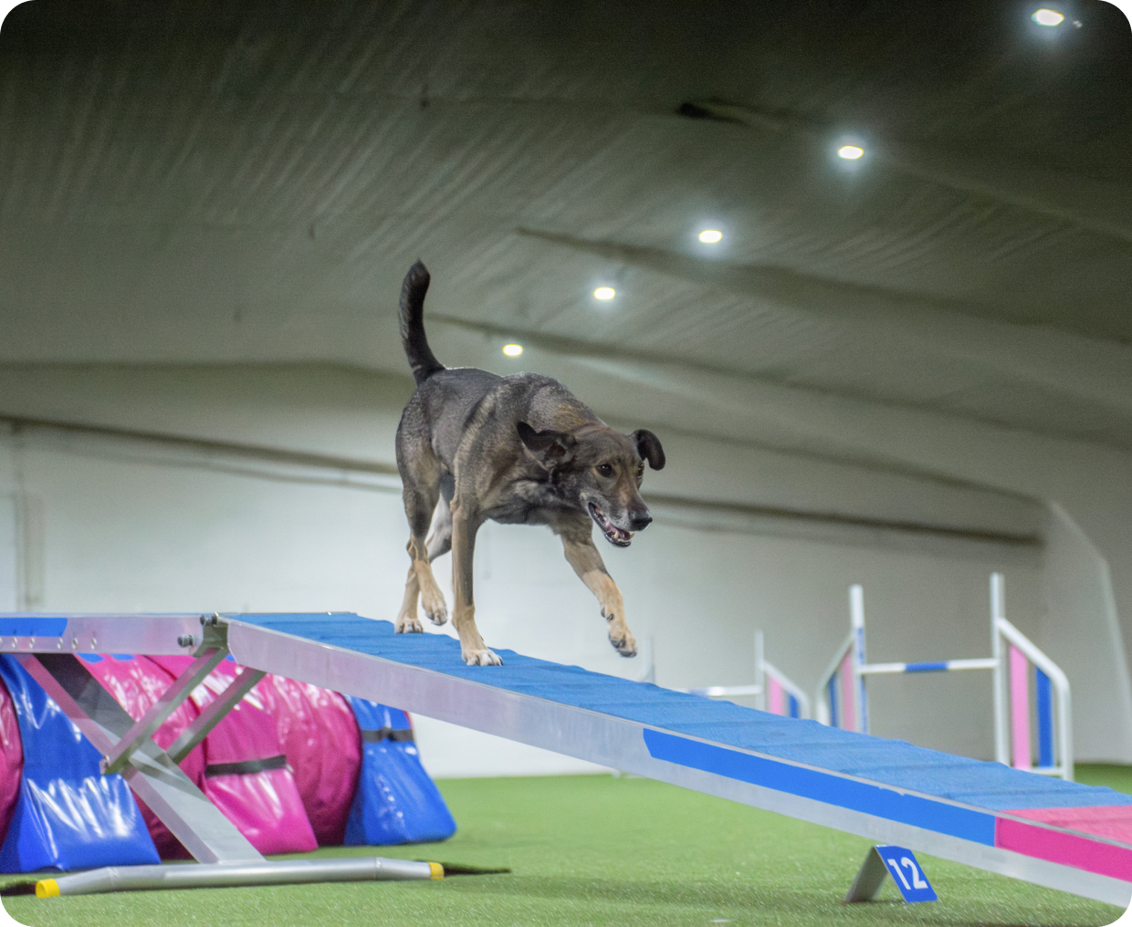 Dog navigating obstacle in competition