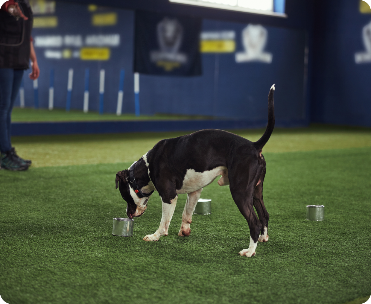 Dog sniffing cans on indoor turf