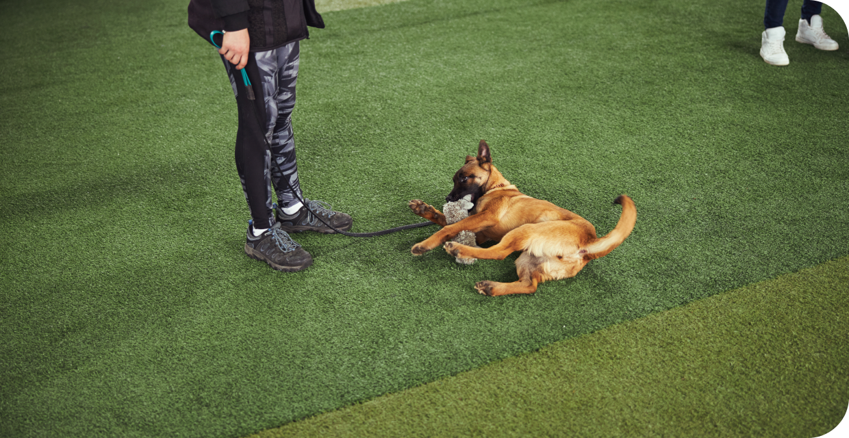 Dog laying down during training session